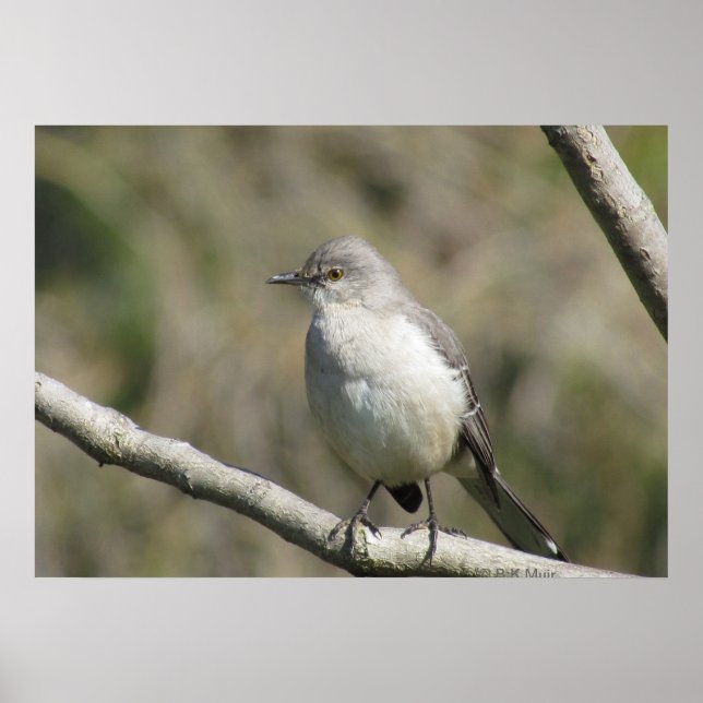 Poster - Mockingbird (Front)