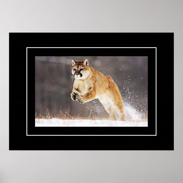 Poster-Mountain Lion Poster (Front)