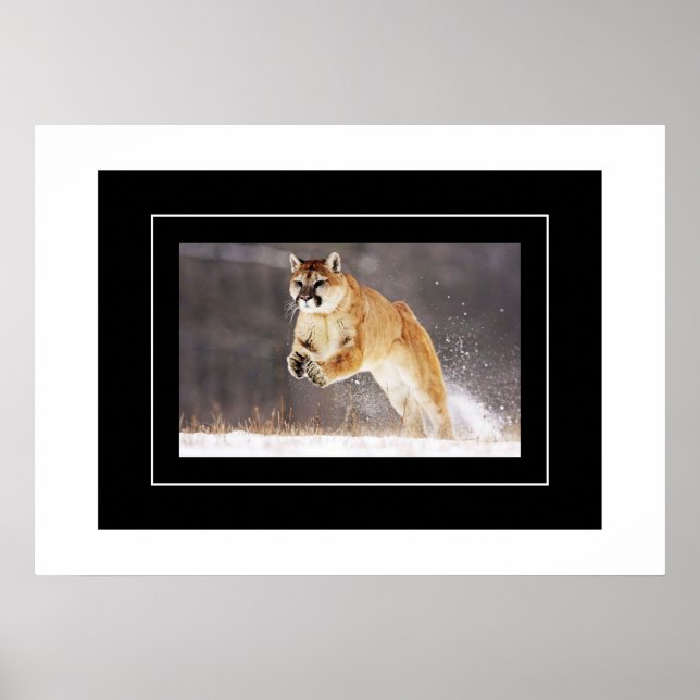 Poster-Mountain Lion Poster (Front)