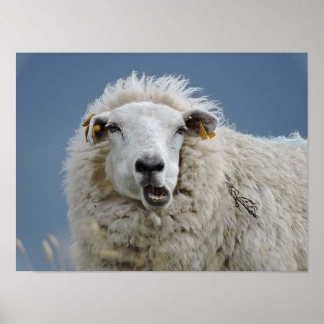 Poster mouton fun (Front)