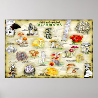 Poster Mushrooms (edible and medicinal)