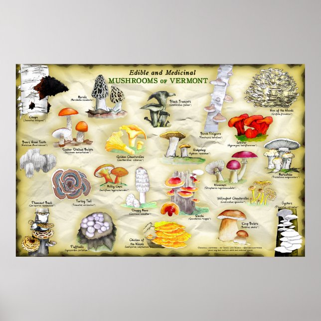 Poster Mushrooms of Vermont (Front)