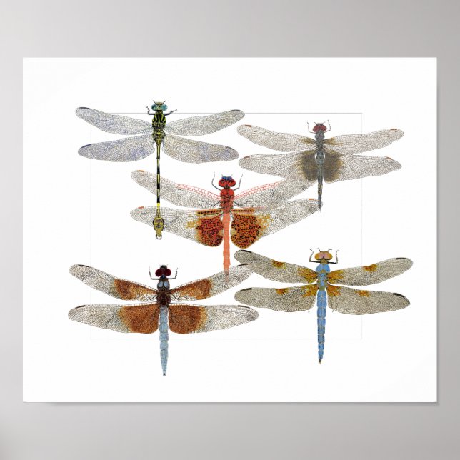 Poster of 5 dragonfly species (Front)