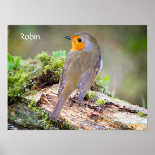 Poster of European Robin on log