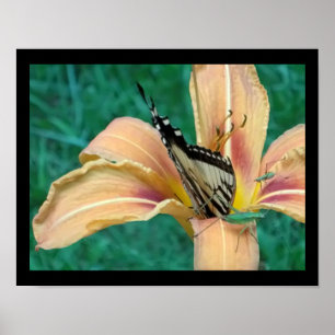 Poster of Grasshoppers & Butterfly in a Tigerlily