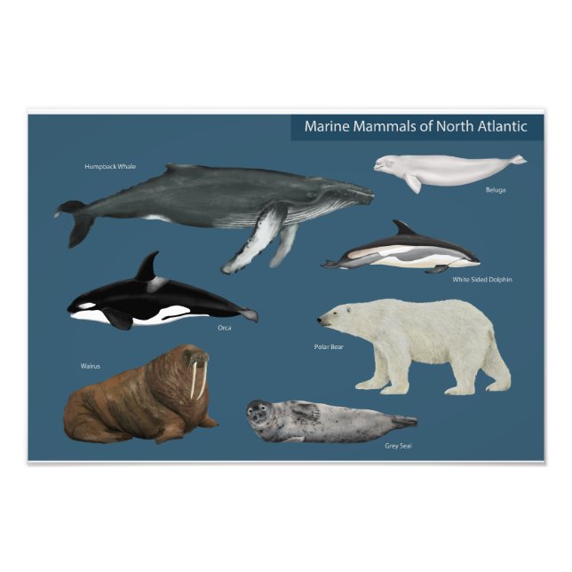 Poster of Marine Mammals / Wildlife (Front)