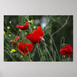 Poster Of Poppies In Nature