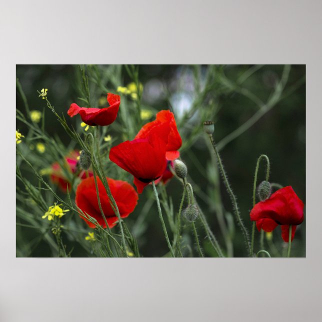 Poster Of Poppies In Nature (Front)