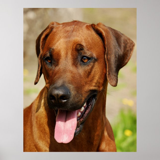 Poster of Rhodesian Ridgeback Dog. (Front)