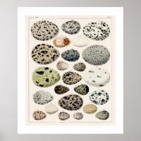 POSTER OF VINTAGE BIRD'S EGGS 1843 ILLUSTRATION