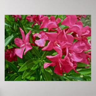 Poster Oleander (Nerium oleander) Blossoms