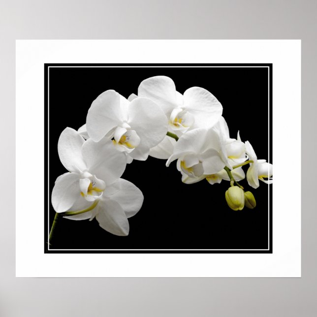 Poster-Orchid Flowers Poster (Front)