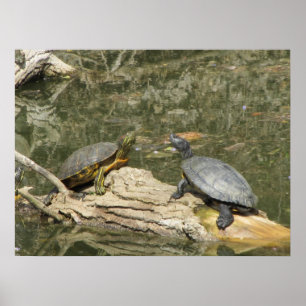 Poster--Painted Turtles Poster