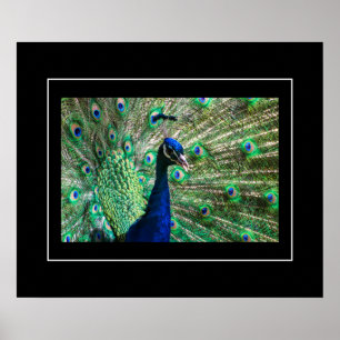 Poster-Peacock Poster