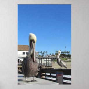 Poster - Pelicans on the pier