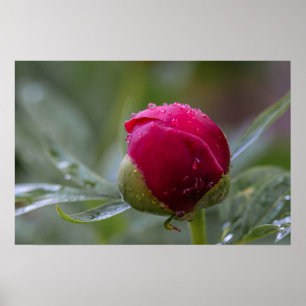 Poster Peony Flower Bud After The Rain Photography