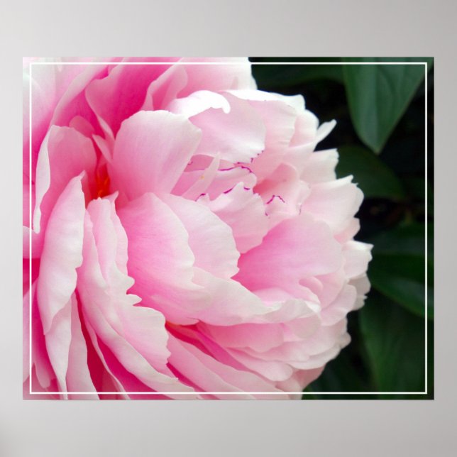 Poster-Peony Flower Poster (Front)
