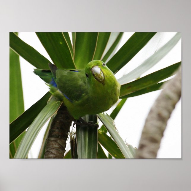 POSTER PERIQUITO TUIM 2 (Front)