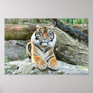Poster Photo tiger cat , animals.