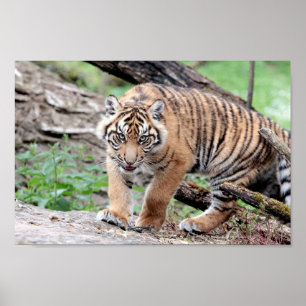 Poster Photo tiger cat , animals.