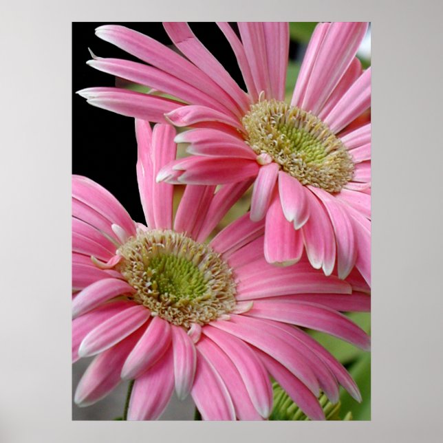 Poster, Pink African Daisies Poster (Front)