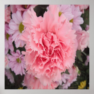 Poster Pink Carnation Beauty