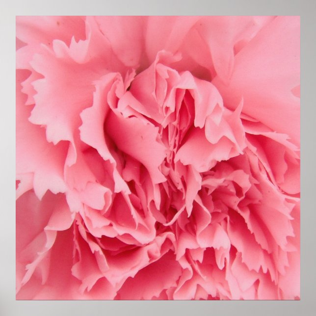 Poster Pink Carnation Close Up (Front)