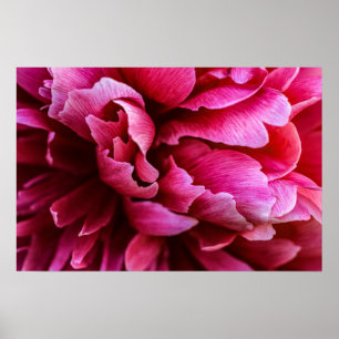 Poster Pink Peony Petals