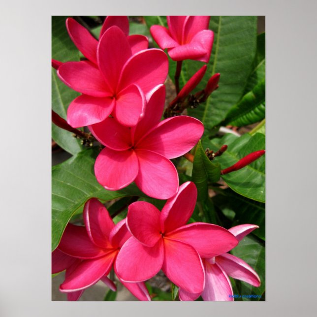 poster - pink plumerias (Front)