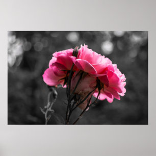 Poster Pink Rose Eleganace