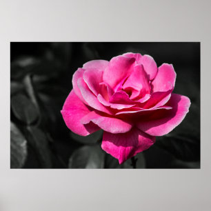 Poster Pink Rose Eleganace