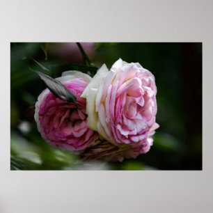 Poster Pink Roses - Blushing Duet