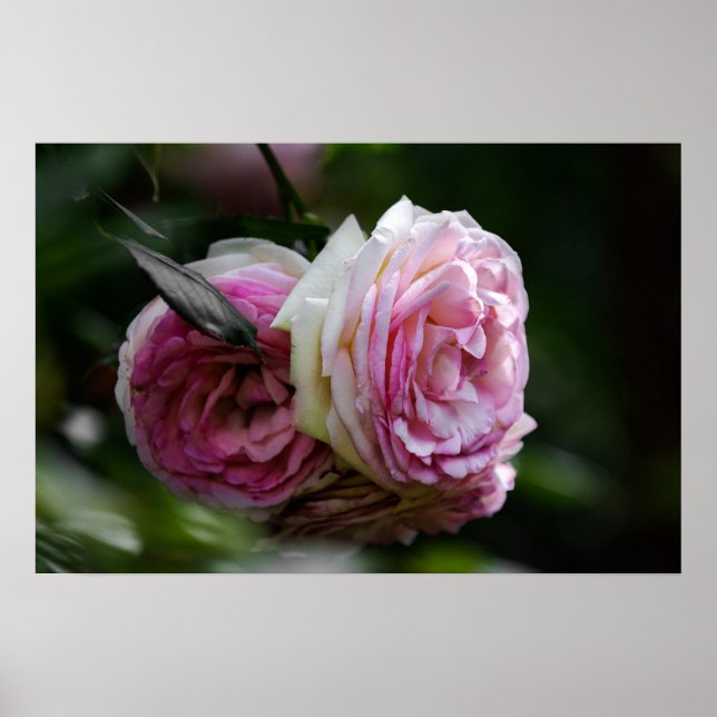 Poster Pink Roses - Blushing Duet (Front)