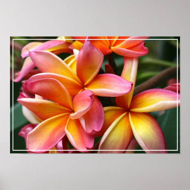 Poster-Plumeria Flowers Poster (Front)