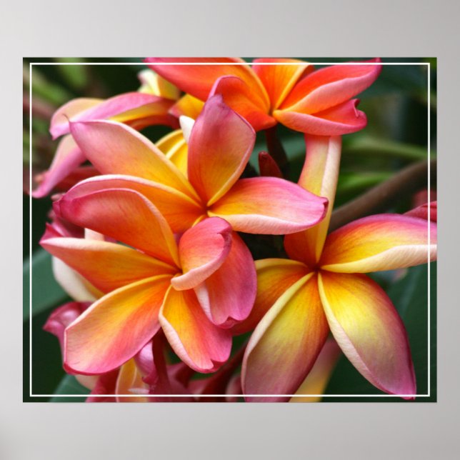 Poster-Plumeria Flowers Poster (Front)