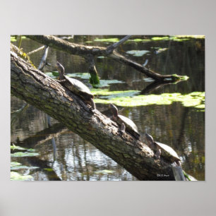 Poster - Pond Turtles