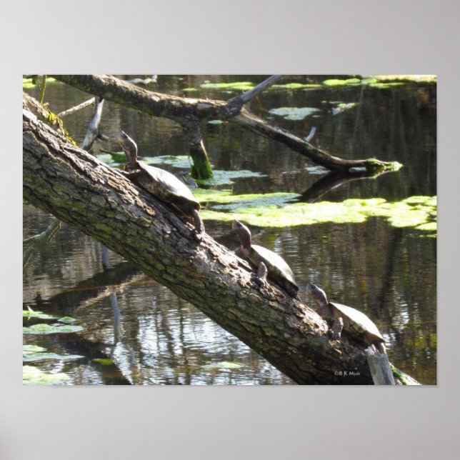 Poster - Pond Turtles (Front)