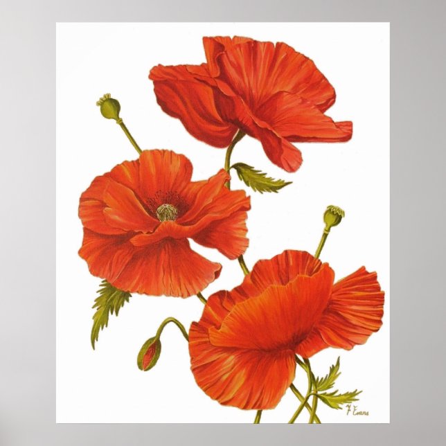 Poster - Poppies on White (Front)