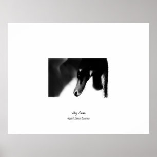 Poster, Pretty Swan, Black & White, Photography Poster