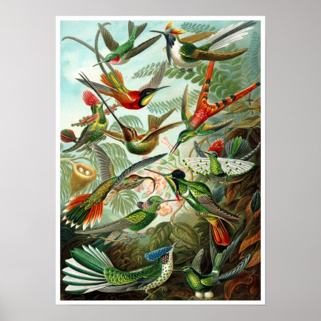 Poster/Print: Hummingbirds by Haeckel Poster (Front)