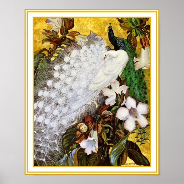 Poster Print: White and Blue Peacock (Front)