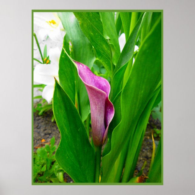 Poster Purple Calla Lily (Front)