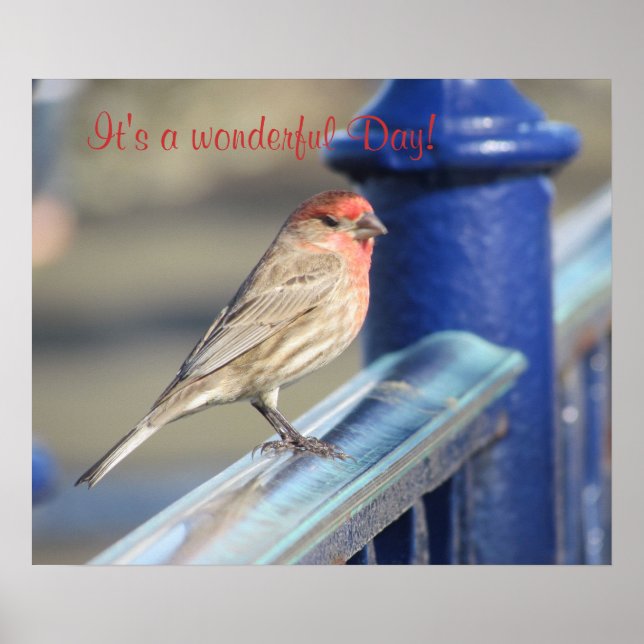 Poster - Red headed sparrow on fence (Front)