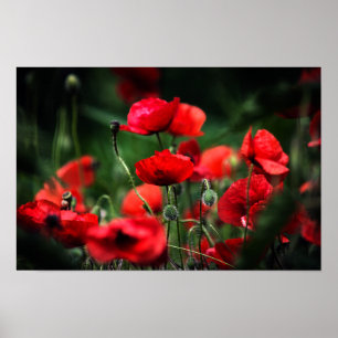 Poster Red Poppies In Nature Photography