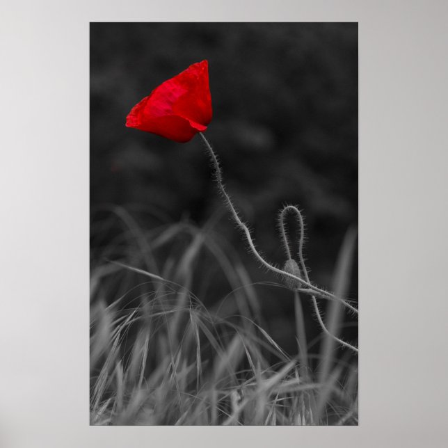 Poster Red Poppy Flower (Front)