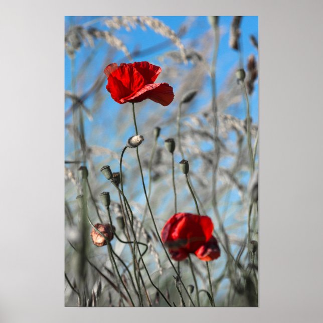 Poster Red Poppy - Skybound Bloom (Front)