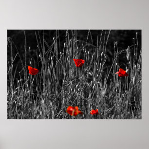 Poster - Red Solitude Poppies