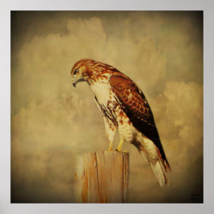 Poster-Red Tailed Hawk Poster