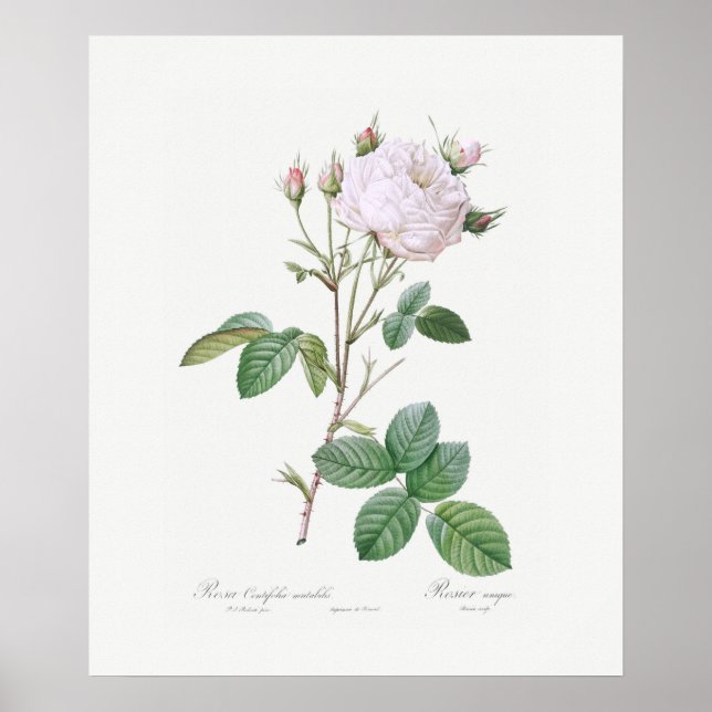 POSTER : REDOUTÉ : WHITE CABBAGE ROSE (Front)