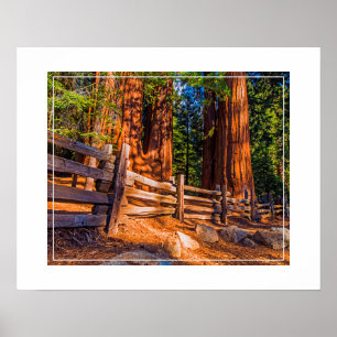 Poster-Redwoods Poster